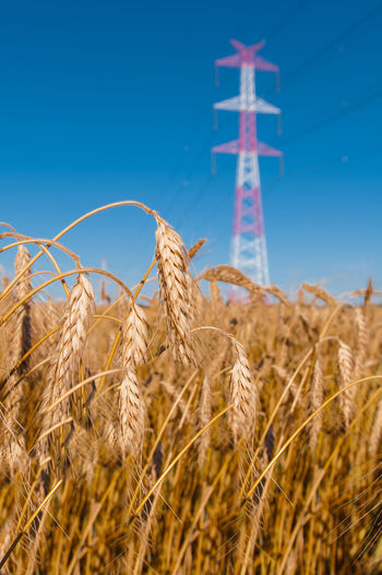 Close-up of wheat field against blue sky