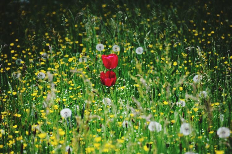 Red poppy flowing amidst plants on field