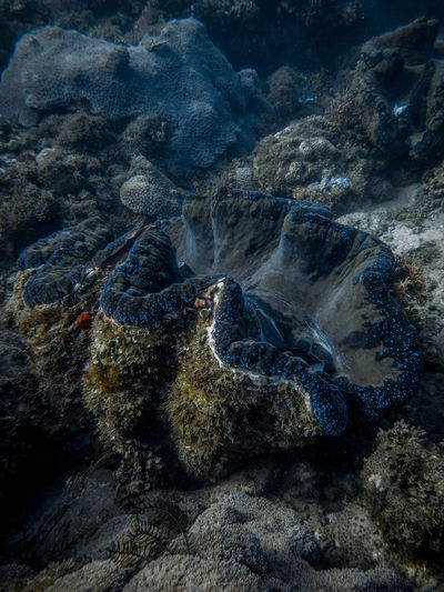 Giant clam