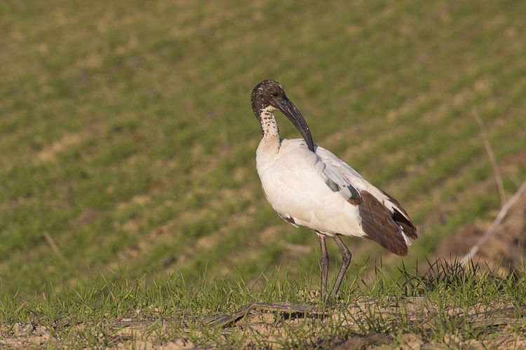 Close-up of a bird on field