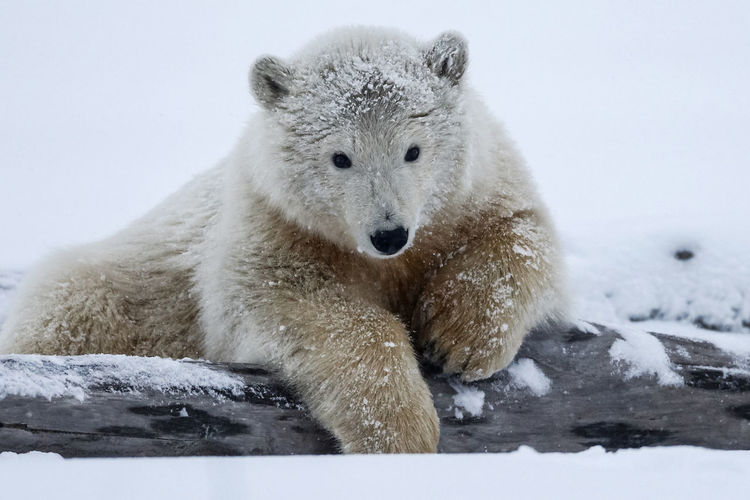 Portrait of polar bear in snow