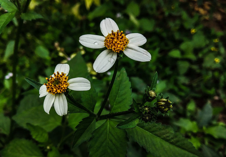 Close-up of white flowering plant