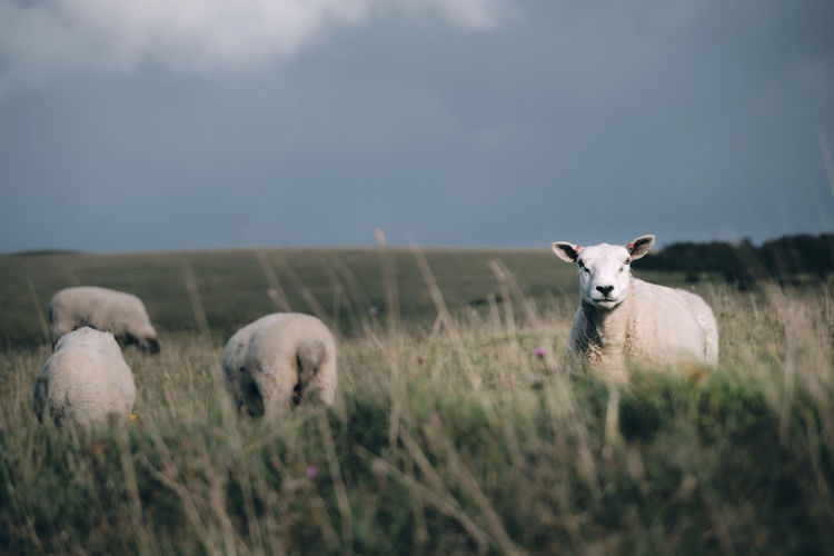 Sheep grazing in a field with on the sussex downs near alfriston