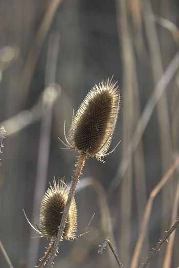 plant