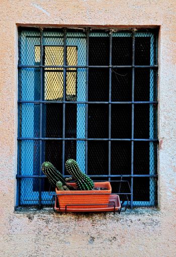 Potted cactus by window