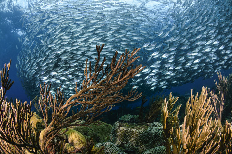 View of fish underwater