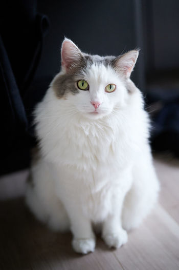 Close-up portrait of a white cat sitting on wooden floor