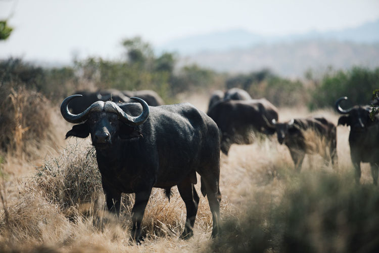 Water buffalos standing in field