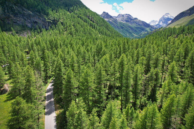 Scenic view of pine trees in forest