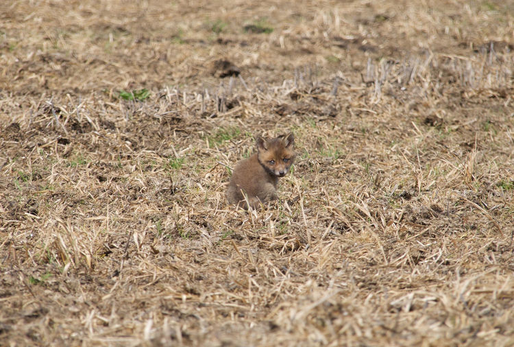 Portrait of fox pup on field
