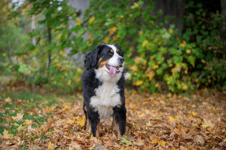 Adorable cute female of bernese mountain dog standing in the autumn park