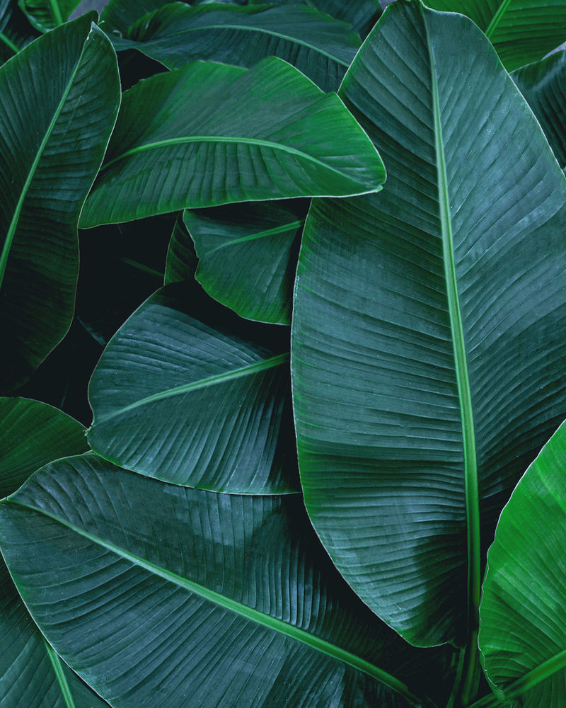 Banana Leaves Images