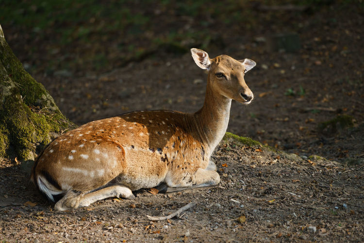 Deer sitting on ground