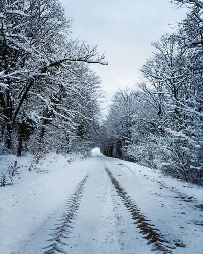 Snow white