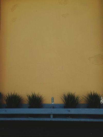 Plants and yellow wall of building