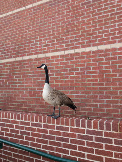 Bird on brick wall