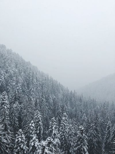 Scenic view of pine trees against sky during winter