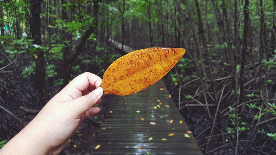 Person holding orange leaf in forest