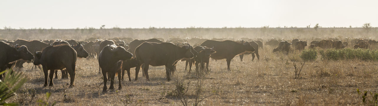 Panoramic view of african buffaloes on landscape