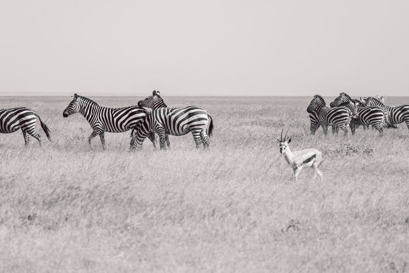 Zebra standing on field against clear sky