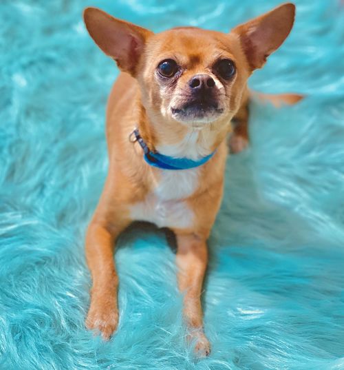 Chihuahua posing for photo