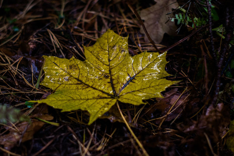 Close-up of maple leaf
