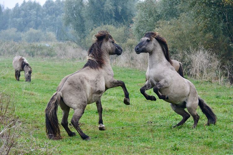Playful horses on field