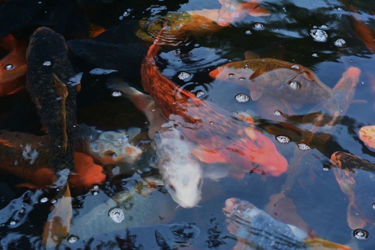 Fish swimming in water