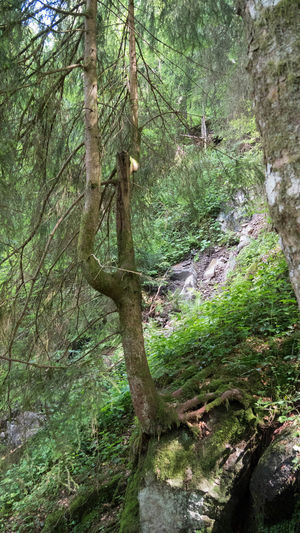 Trees growing in forest