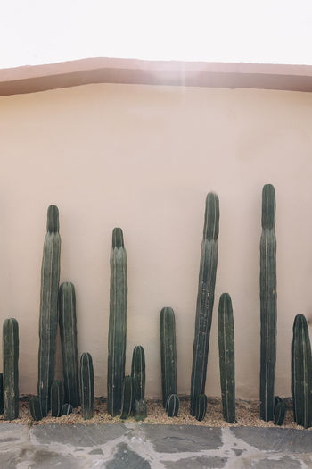 Cactus in a row growing along a wall