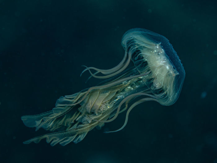 Unknown jellyfish species