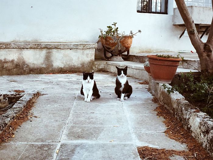 Cats sitting on footpath against building