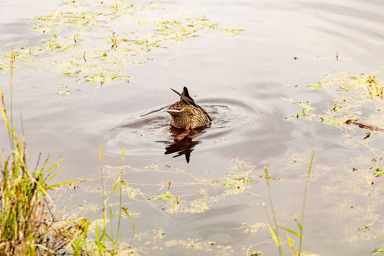 Duck submerging into water