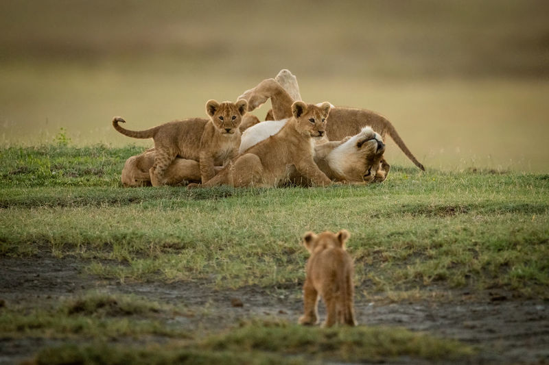 Lioness with cubs on grass
