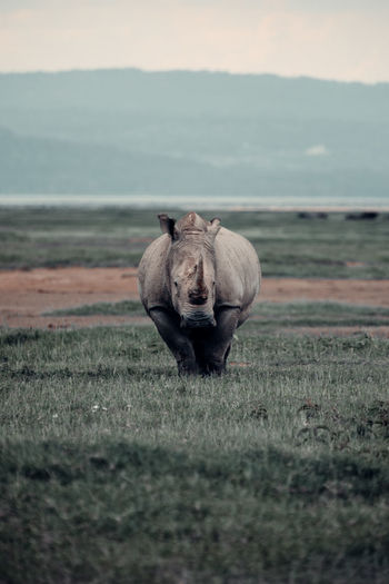 Rhinoceros in kenya