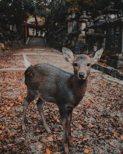 Portrait of deer standing outdoors in nara japan with autumn leaves background