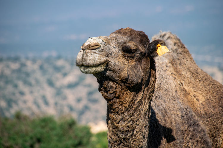Camel portrait 