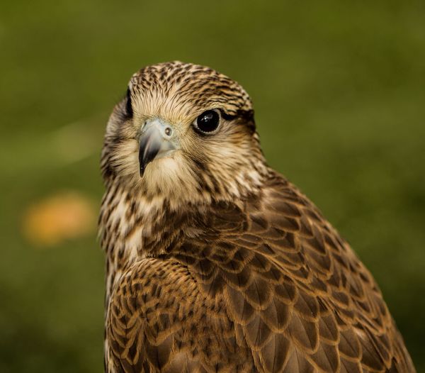 Close-up portrait of falcon