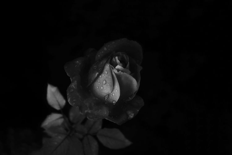Close-up of wet rose against black background