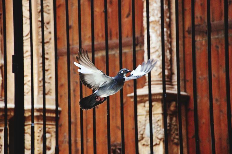 Pigeon flying against metallic fence