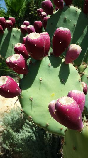 Close-up of fruits growing on cactus