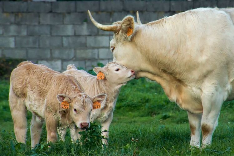 Domestic cattles with tags on grass