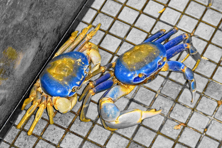 High angle view of crab on footpath