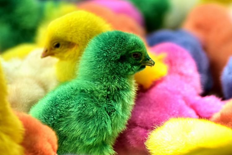 Close-up of colorful chicks