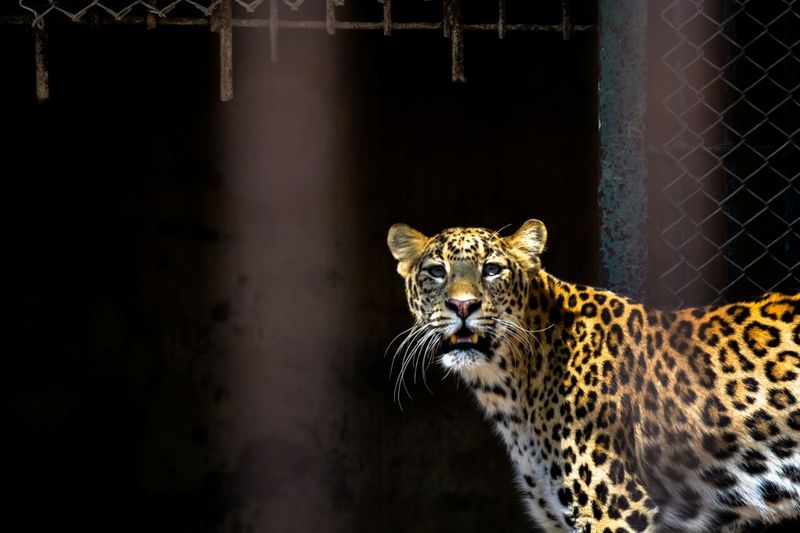 Leopard in captivity