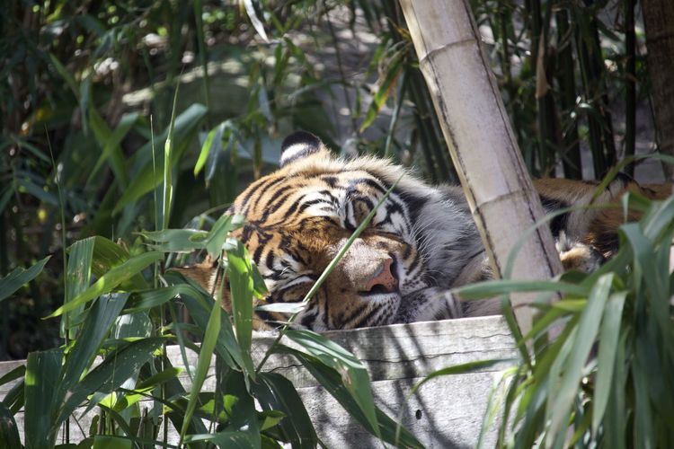 Tiger in a zoo