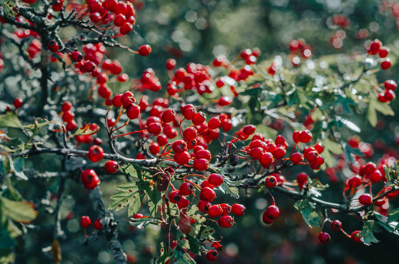 Red ripe berries of hawthorn branches with dark green leaves. autumn harvest of medicinal plants. 