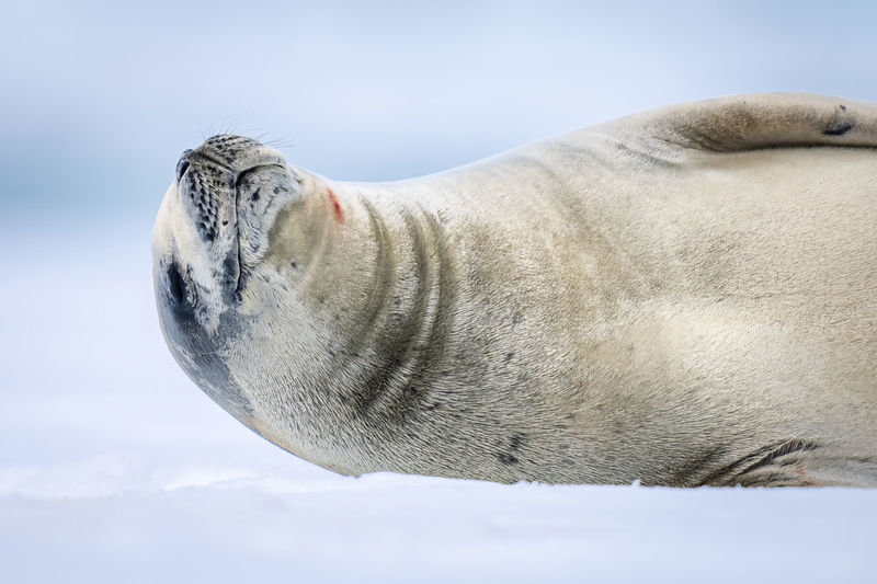 Close-up of crabeater seal dozing on ice