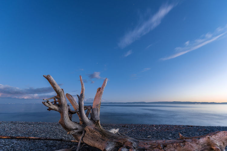 Driftwood on beach against blue sky