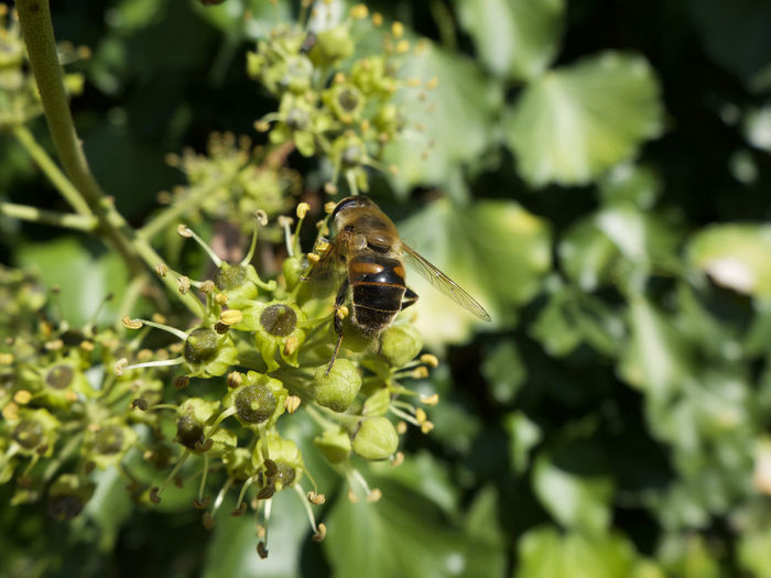 Close-up of insect on plant